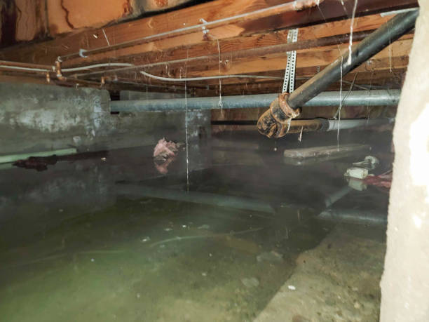 Best Carpet water damage restoration  in Lomira, WI