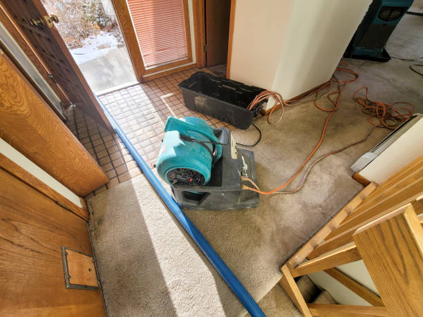 Best Mold removal after water damage  in Lomira, WI