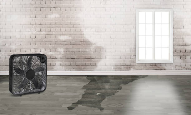 Best Water damage restoration specialists  in Lomira, WI